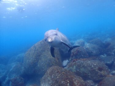 利島でドルフィンスイム!!