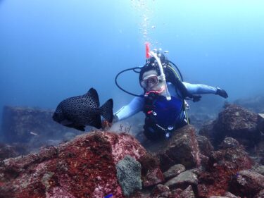 イシガキダイと江の浦