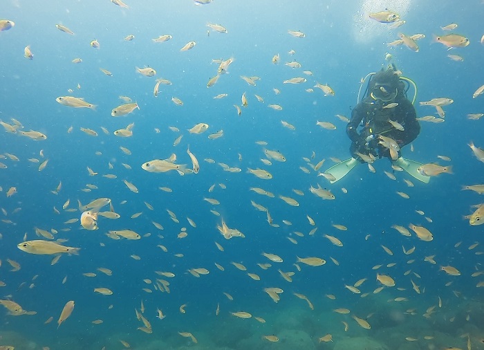 大瀬崎の外海に潜る 横浜ダイビングショップ トリトン 横浜市