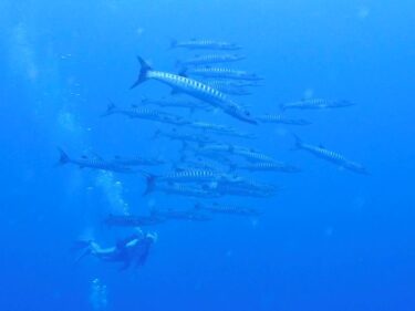 波照間改め石垣ツアー！