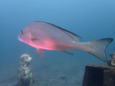 脱・ブランク！