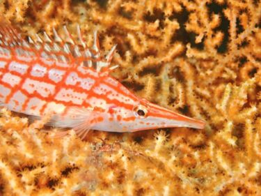 近場で楽しむ！