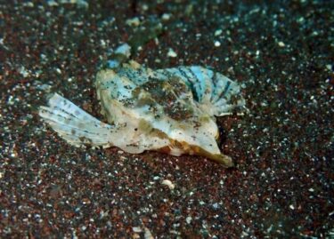 サイドマウント、再び！