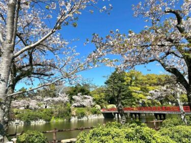 小田原城・お堀清掃！