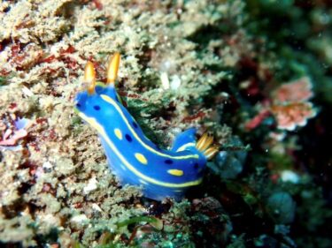 ウミウシツアー！？？