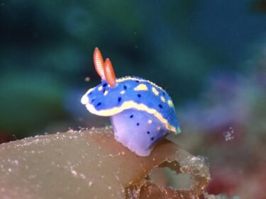 Triton初上陸！葉山ボート！