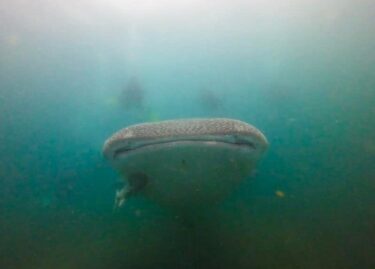 ジンベイザメと泳ぐ　第3弾！