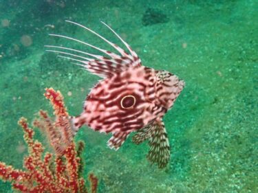 小田原で深海魚に遭遇！