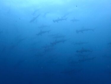 ハンマーヘッドを追え　Part2