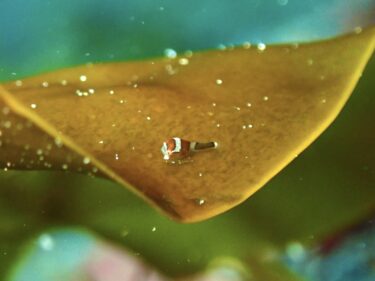 ついにきたー！！天使のダンゴウオ！！