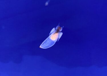 北海道・流氷ツアー！　Part2