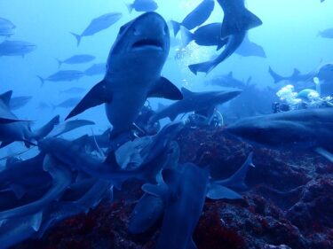 サメにまみれる。