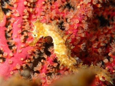 Newstaffと研修ダイビング！