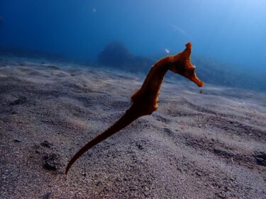リフレッシュDIVE