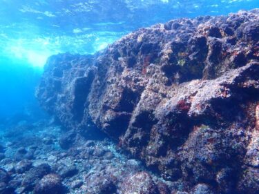 サーディンランを求めて1