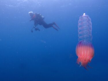 大量の〇〇〇！？