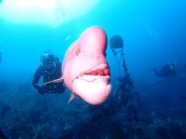 千葉県で巨大魚と泳ぐ！