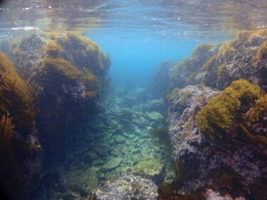 葉山で潜る！！