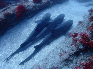 目標だったサメを見に！