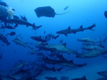 千葉でサメに囲まれる！