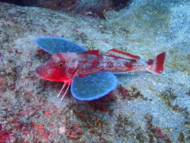 ご新規様といっしょに！