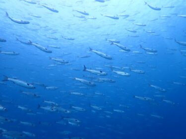 ボラクーダに会う