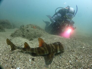 大物を狙いに！