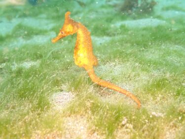 はじめてのお魚とご対面！！