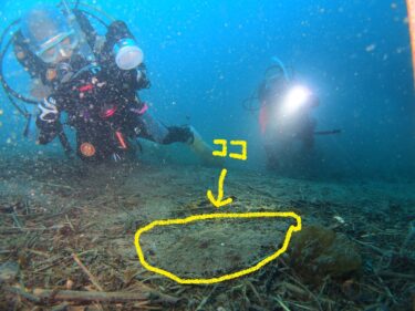 またまた珍海魚　現る！！