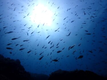 清掃後のファンダイブ！