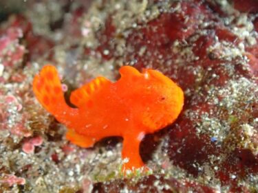 平日・特設ツアー！