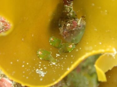 天使に逢いに！