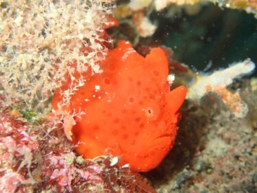 ボートダイブの練習へ！