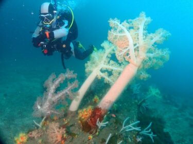 神子元の予定が！？