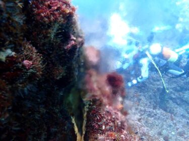 海底温泉に浸かる！？