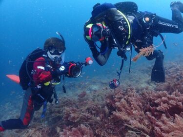 大瀬崎ダイビングツアー1日目！