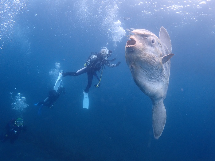 マンボウと泳ぐ！│横浜ダイビングショップ【トリトン】横浜市