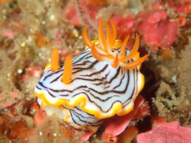 城ヶ島視察ダイブ！