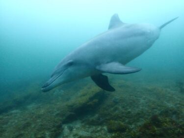 マンボウ＆イルカツアー