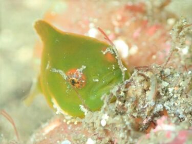 ハゼを撮りたい！！