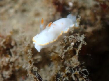 Triton初！　浜名湖ツアー！