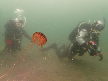 のんびりもぐる。