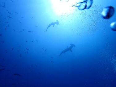 神子元ハンマー2nd！