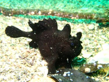 真夏日の江の浦