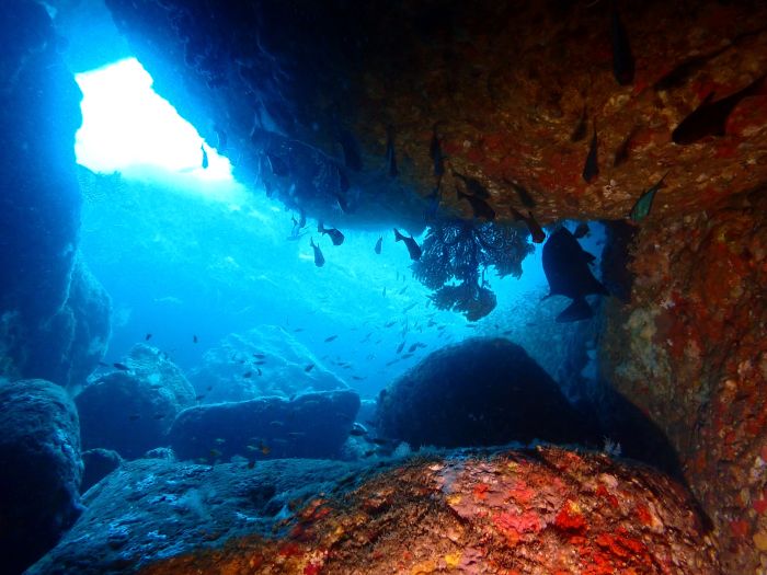 西伊豆お泊りツアー2│横浜ダイビングショップ【トリトン】横浜市