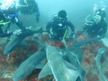 サメと戯れる！