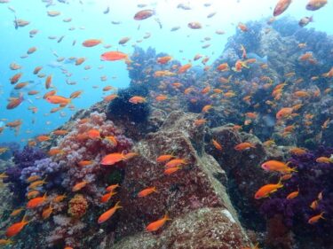 七夕は伊東へ！