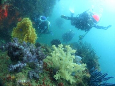 伊豆の山でDiving！