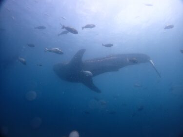 ジンベイザメと泳ぐ。