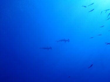 神子元島ツアーへGo！